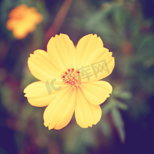 开花效果摄影照片_具有复古过滤效果的黄色花朵