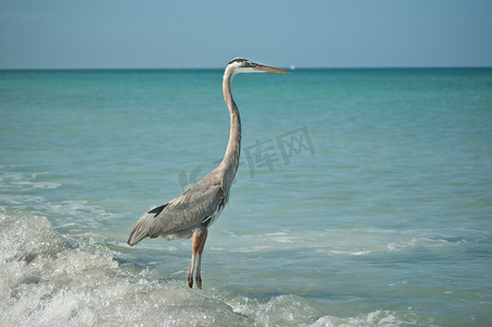 墨西哥湾沿岸摄影照片_大蓝鹭站在墨西哥湾沿岸的海滩上