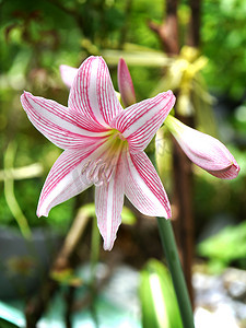 花朵植物盆栽摄影照片_粉红色孤挺花的美丽花朵