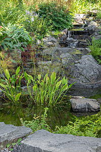 用石头和水生植物装饰的花园