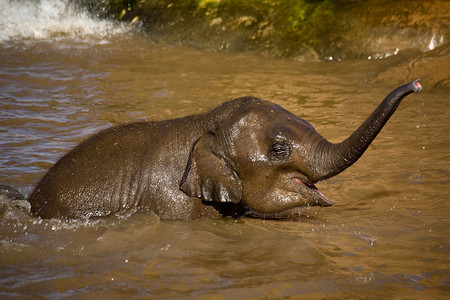 沐浴在湖的小象