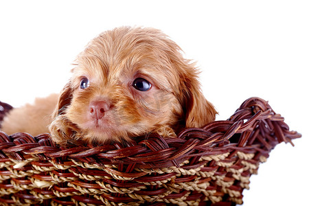 一只装饰性小狗的小狗的画像，在一个有篱笆的篮子里。