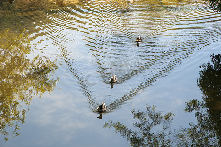 鸭子在河里游泳摄影照片_鸭子在河里游泳