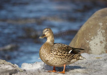冬鸟摄影照片_冬天在河边鸭子