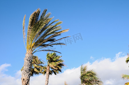 风中的树摄影照片_棕榈树在风中飘扬
