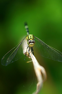 绿色蜻蜓摄影照片_一只绿色蜻蜓的特写镜头