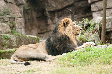 雄性亚洲狮 (Panthera leo persica) 是一种罕见的狮子亚种，目前仅在印度古吉拉特邦的吉尔森林中存活。