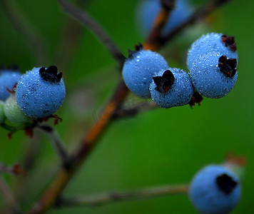 8月水果摄影照片_野生蓝莓 (Vaccinium myrtilloides)