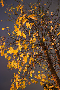 秋天的树在晚上