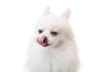 有舌头的白色博美犬
