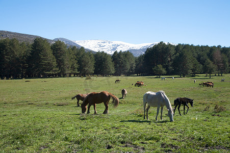 卡斯提尔摄影照片_在格雷多斯山的西班牙马