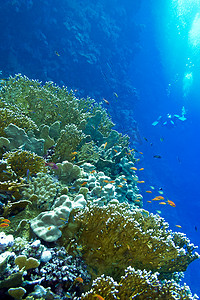 珊瑚礁与火珊瑚和异国情调的鱼 anthias 在热带海底的蓝色水背景