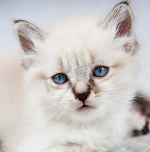细心的摄影照片_一只蓝眼睛的小猫