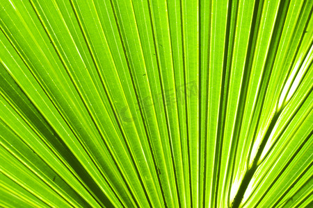 棕榈树叶抽象背景