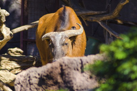 非洲森林水牛