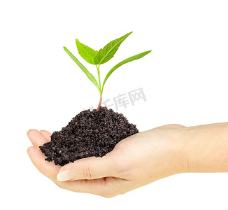 手里拿着泥土的绿色植物