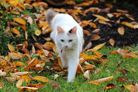 小猫，秋天的猫