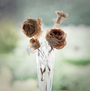 玻璃花瓶中的老干玫瑰