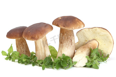 森林蘑菇群