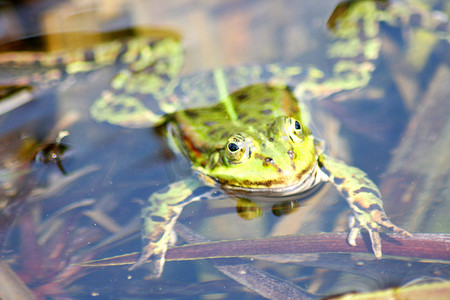绿水蛙