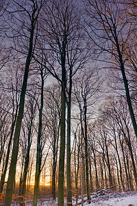 日落时的冬季森林