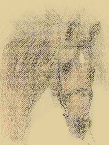 马的画像