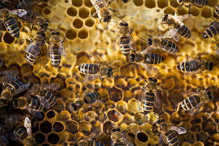 蜜蜂蜂拥而至的宏观照片