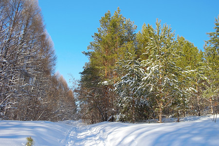 冬景色摄影照片_森林中的冬景