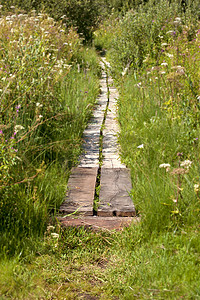 湿地徒步摄影照片_沼泽中有木板的路径