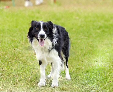 边境牧羊犬