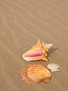 海风吹拂沙滩上的扇贝和海螺壳
