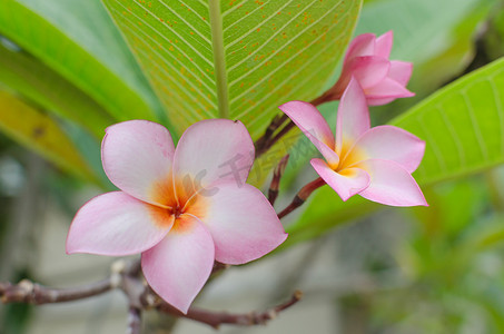 花开摄影照片_夜来香漂亮粉色花序