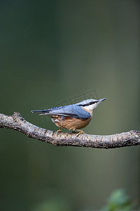 五子雀 (Sitta europaea)