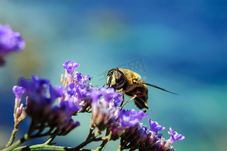 草地蜜蜂摄影照片_蜜蜂在花
