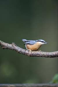 五子雀 (Sitta europaea)