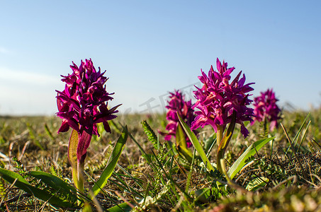 兰花草地摄影照片_在紫色的花丛中