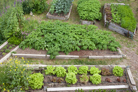 各种蔬菜植物马铃薯的高架床
