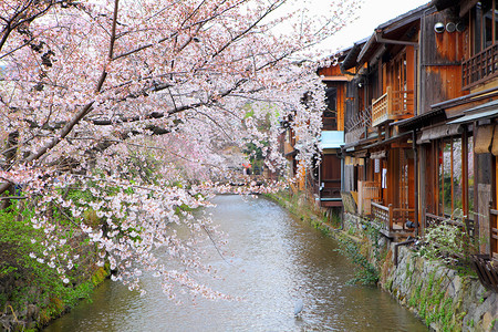 京都木屋和樱花