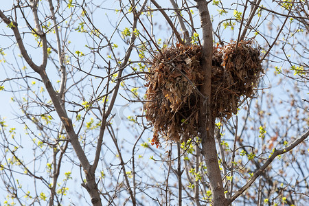 树松鼠在高高的树上筑巢