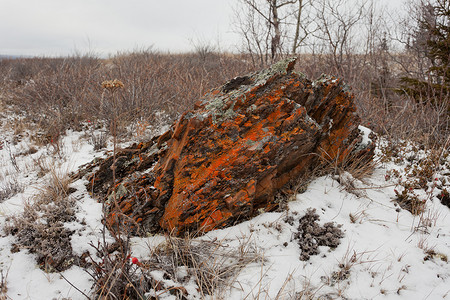 凄凉摄影照片_凄凉的冬天北极干草原橙色地衣岩石