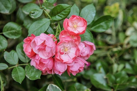一簇热烈绽放的蔷薇花摄影图