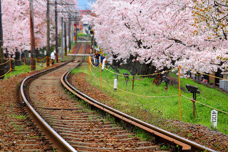 铁路和樱花树