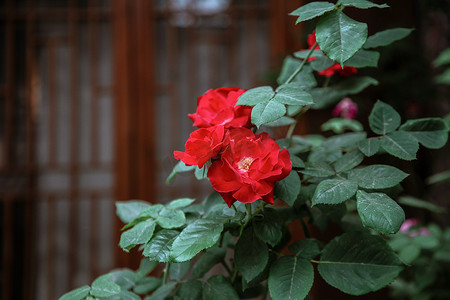 古风建筑前的月季花摄影图