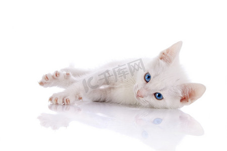 蓝眼睛的白色小猫躺在白色背景上。