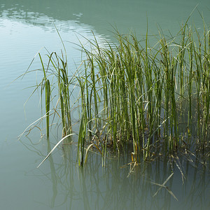 湖中的草