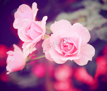 具有复古过滤效果的花园中的粉红玫瑰