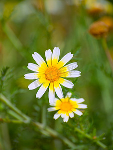 春天梅摄影照片_梅诺卡岛春天雏菊白色和黄色的野花
