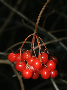 沉闷摄影照片_明亮的红色浆果背景