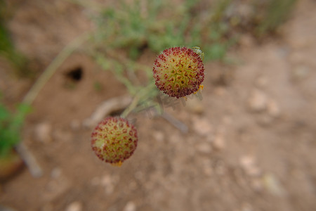 Sneezewort Rosilla Helenium puberulum DC。