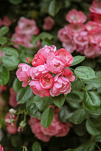 的粉色背景摄影照片_一簇热烈绽放的蔷薇花